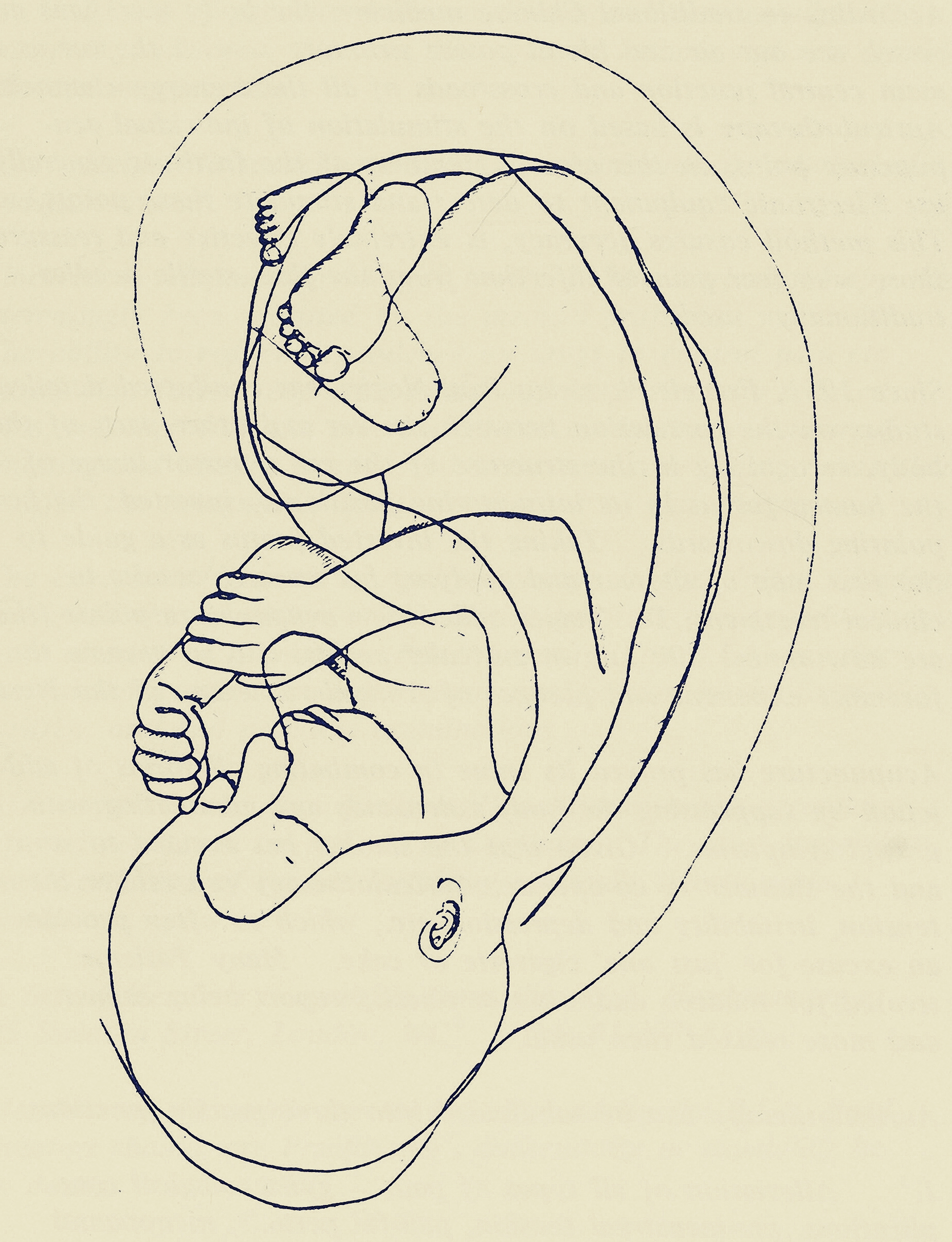 Image of page Auriculotherapy